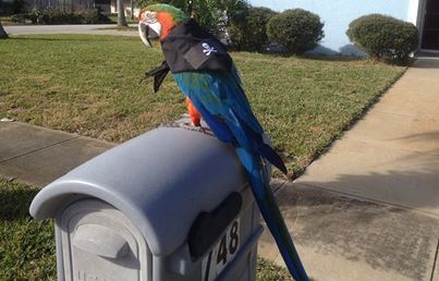 Kosh waits by the mailbox for contributions to MARS.